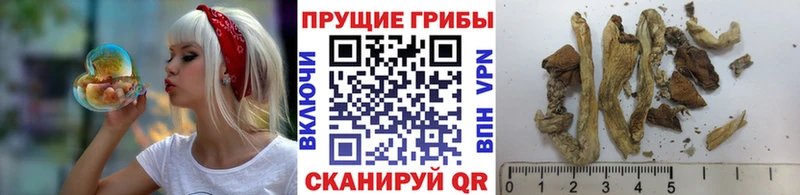 Галлюциногенные грибы Magic Shrooms  Купить  Гороховец 